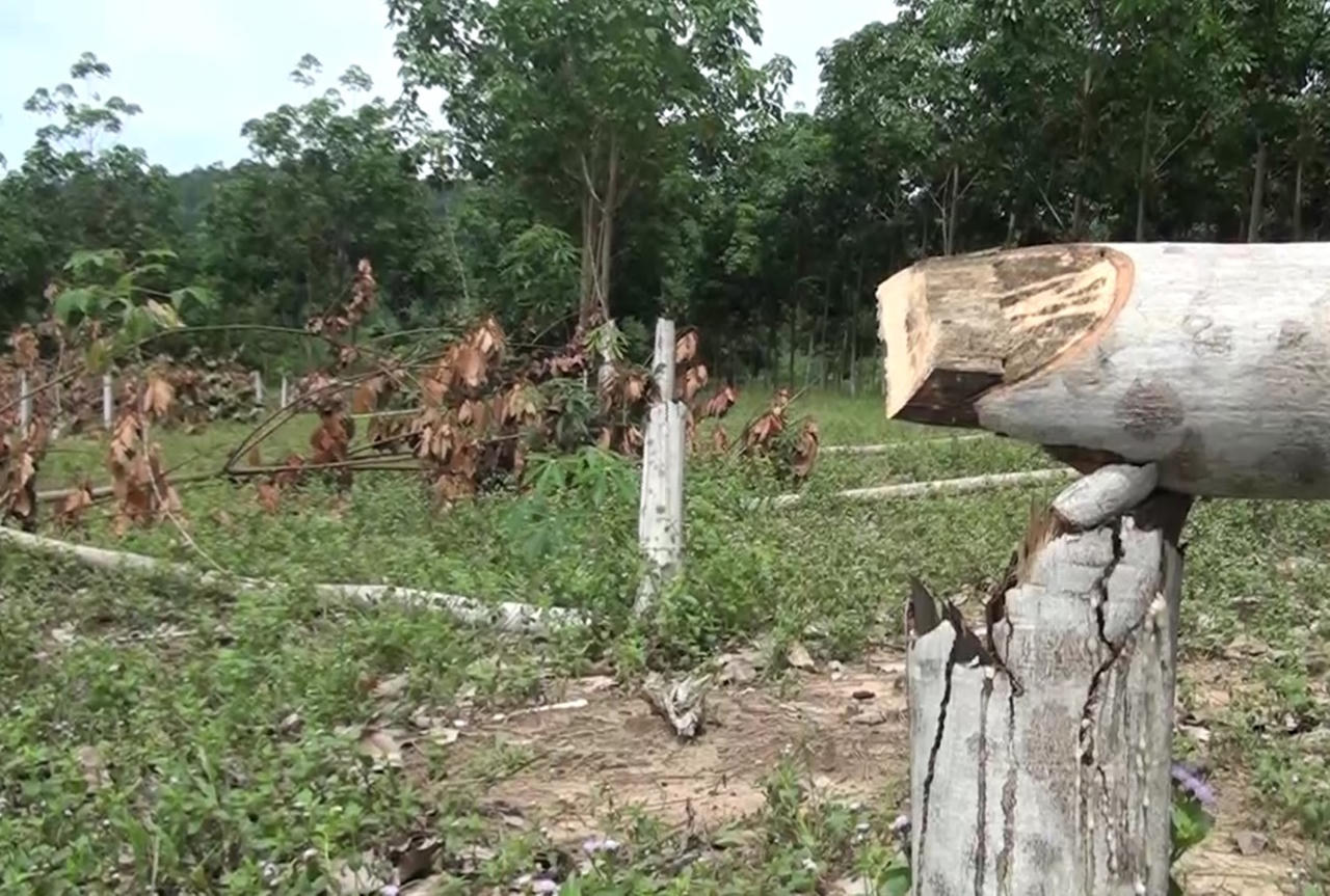 Phú Yên: dân khốn khổ vì hàng trăm gốc cao su bị đốn hạ