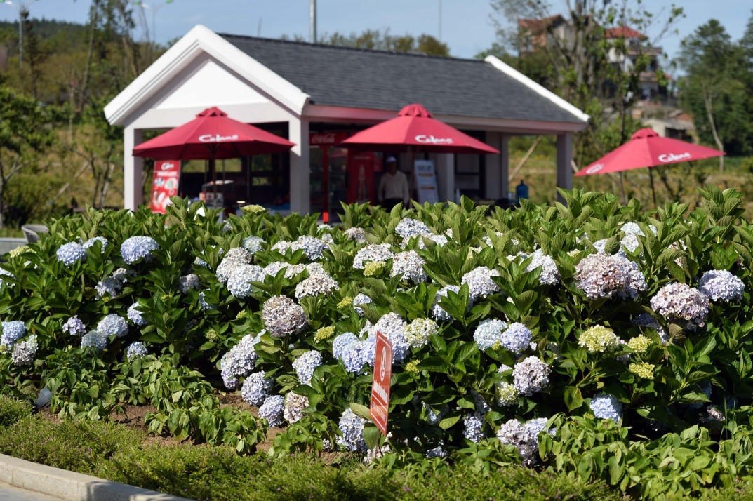 Khám phá vườn hoa hồng Pháp cổ ở Fansipan Legend