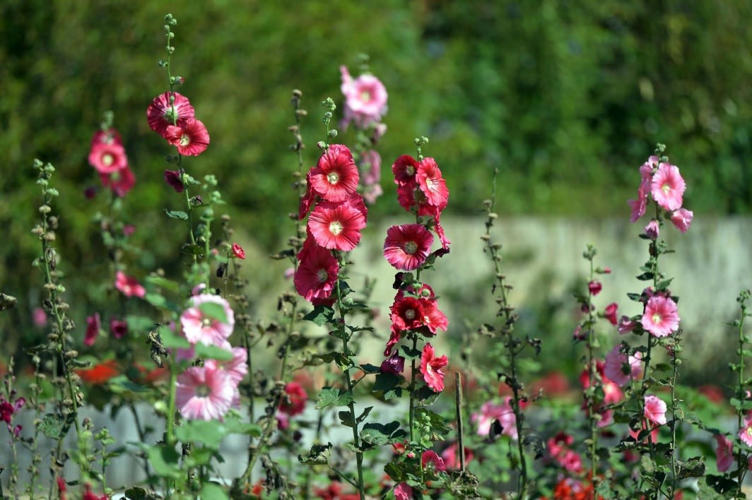 Khám phá vườn hoa hồng Pháp cổ ở Fansipan Legend