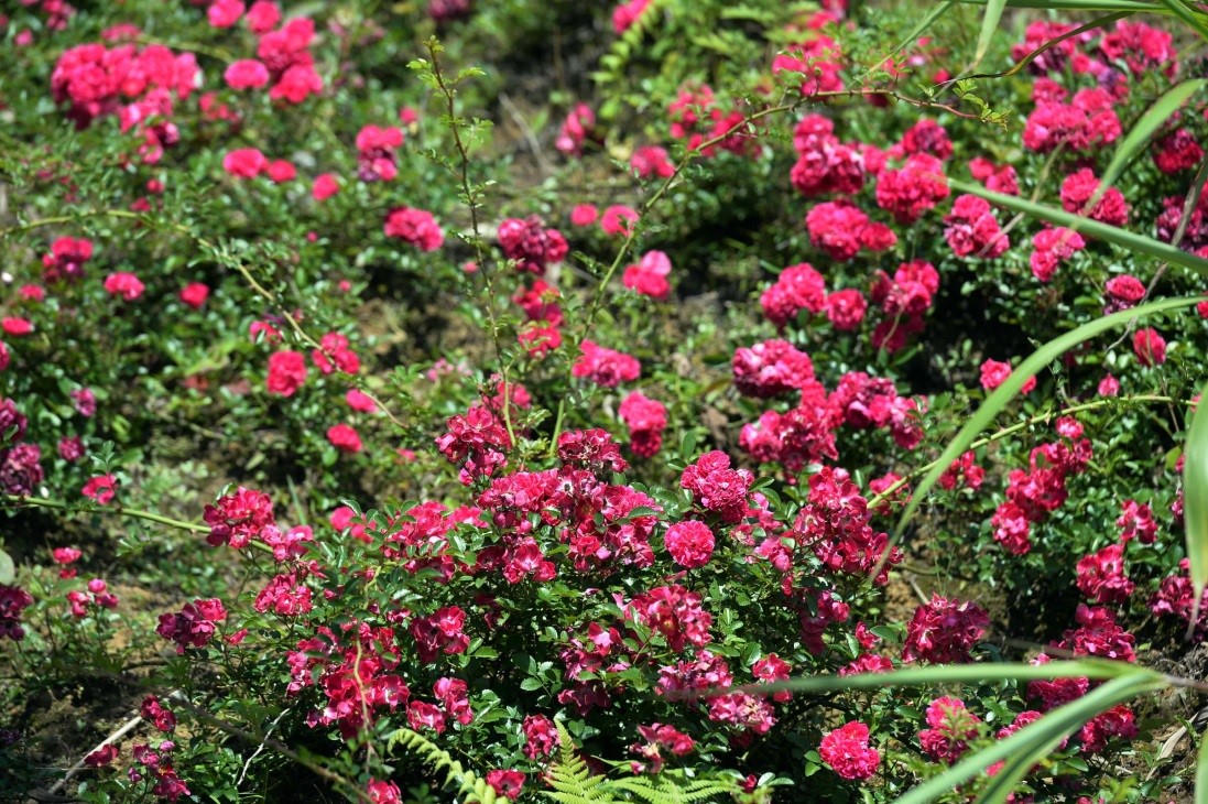 Khám phá vườn hoa hồng Pháp cổ ở Fansipan Legend