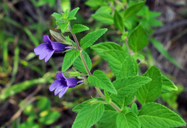 Nhân trần và cam thảo: Dùng phối hợp lợi hay hại?