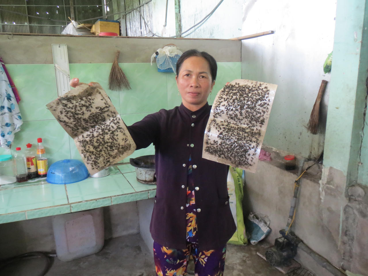 Người dân Đông Thắng (Cần Thơ) phải 'chiến đấu' với ruồi đến bao giờ?