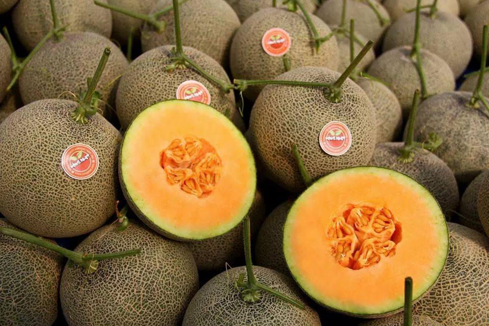 Kết quả hình ảnh cho dưa lưới