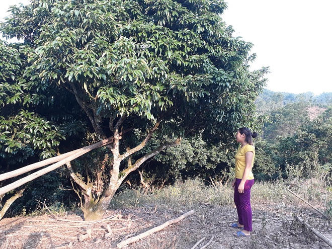 Vải thất thu chưa từng có trong 50 năm