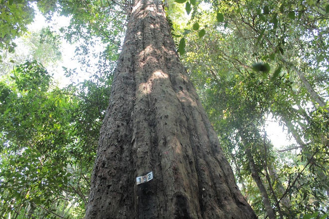 Già làng K’Ho dành trọn đời mình... trả nợ rừng