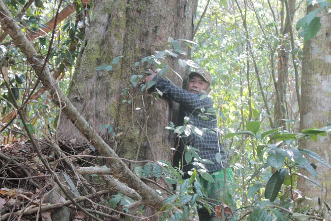 Già làng K’Ho dành trọn đời mình... trả nợ rừng