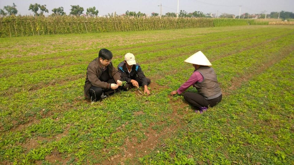 Thượng tôn pháp luật để bảo tồn tinh hoa Nam y Việt