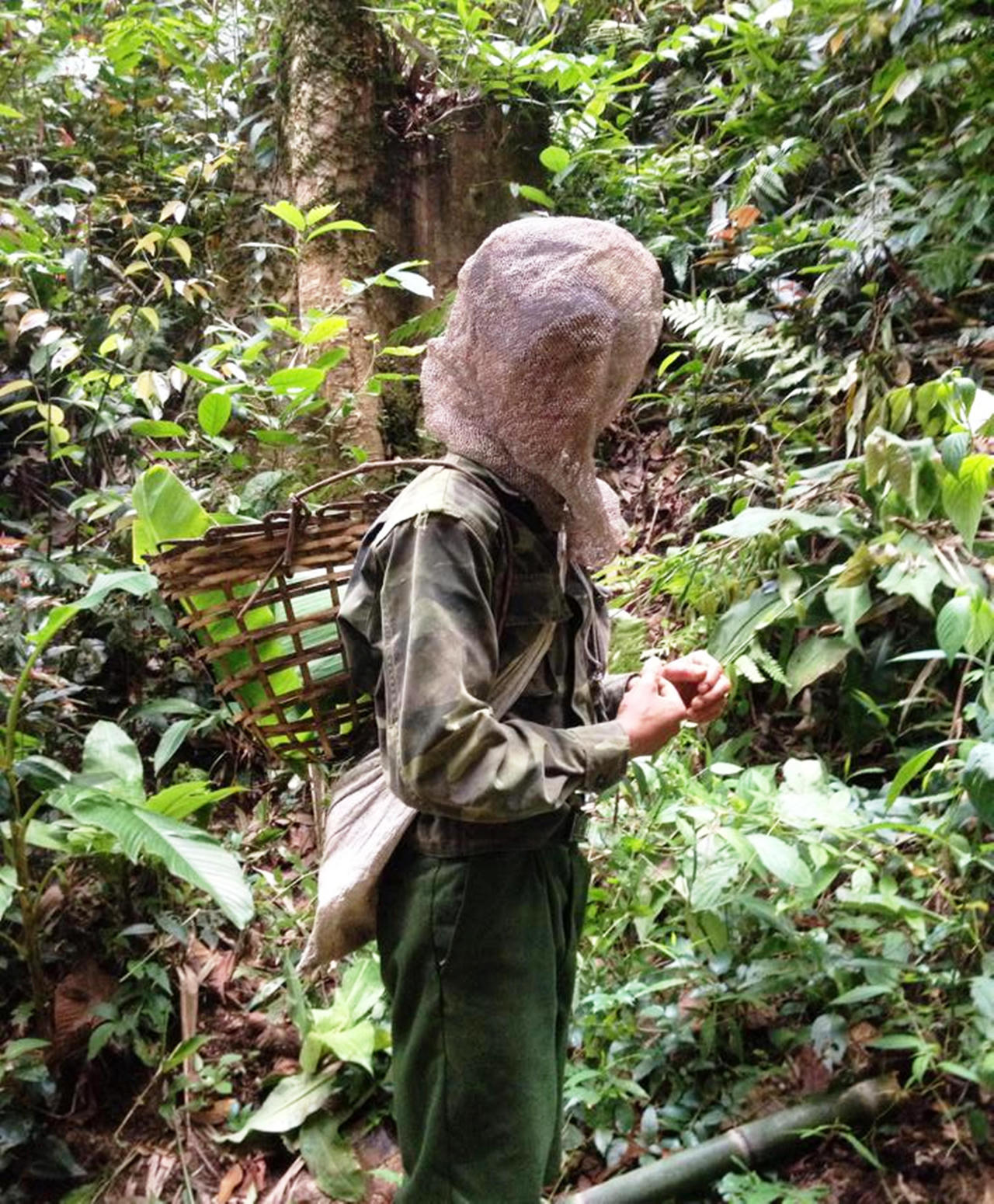 Kỹ nghệ đi rừng 'săn ong'