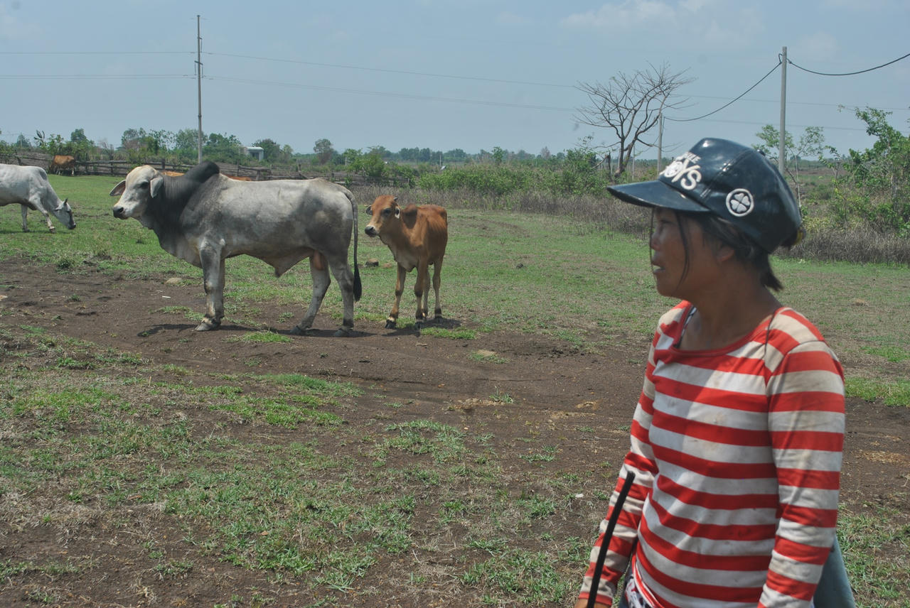 Xóm “cao bồi” chăn bò thuê trên đỉnh đèo Chư Sê
