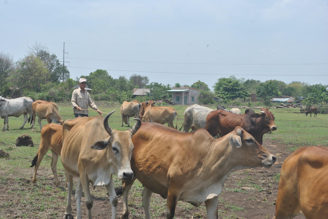 Xóm “cao bồi” chăn bò thuê trên đỉnh đèo Chư Sê