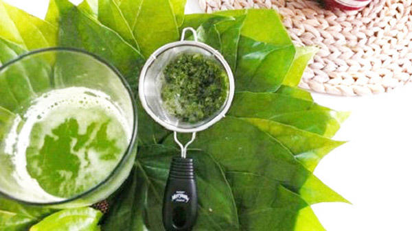 Kết quả hình ảnh cho lá trầu không