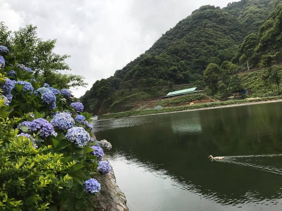 len cao bang "check-in" vuon hoa cam tu cau dep ngo ngang hinh anh 2