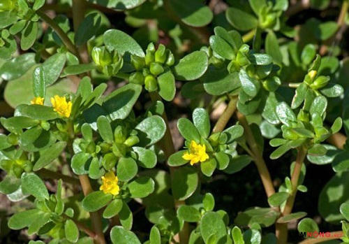 bai-thuoc-duong-nhan-cho-lan-da-trang-sang-rau-sam