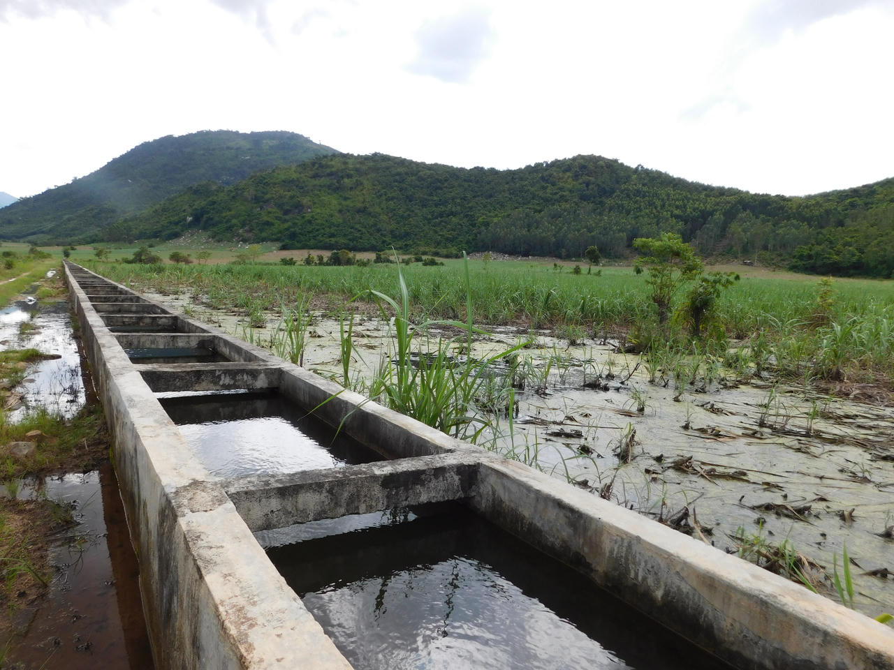 Khánh Hòa: Mía chết vì công trình thủy lợi tiền tỷ xuống cấp