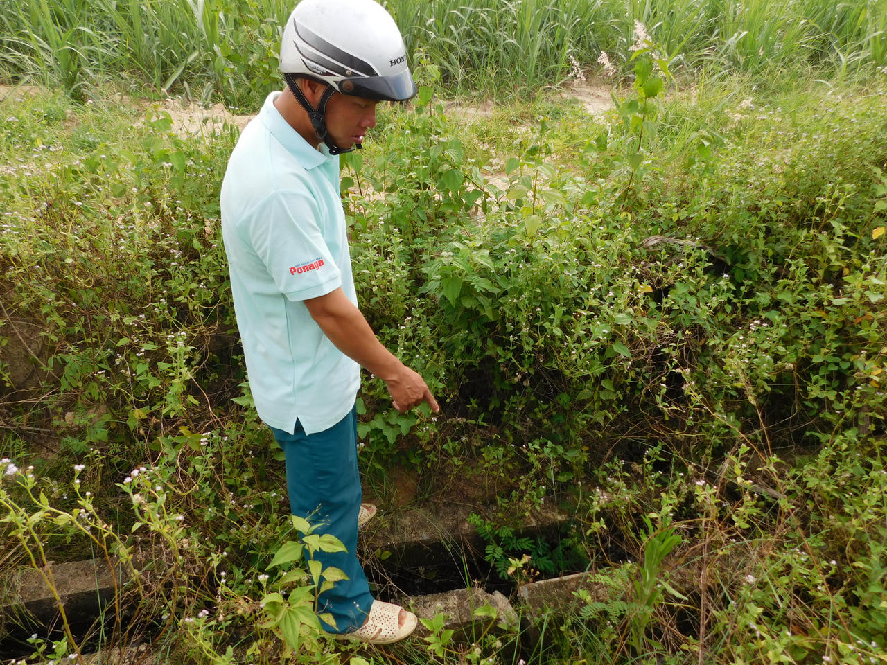 Khánh Hòa: Mía chết vì công trình thủy lợi tiền tỷ xuống cấp