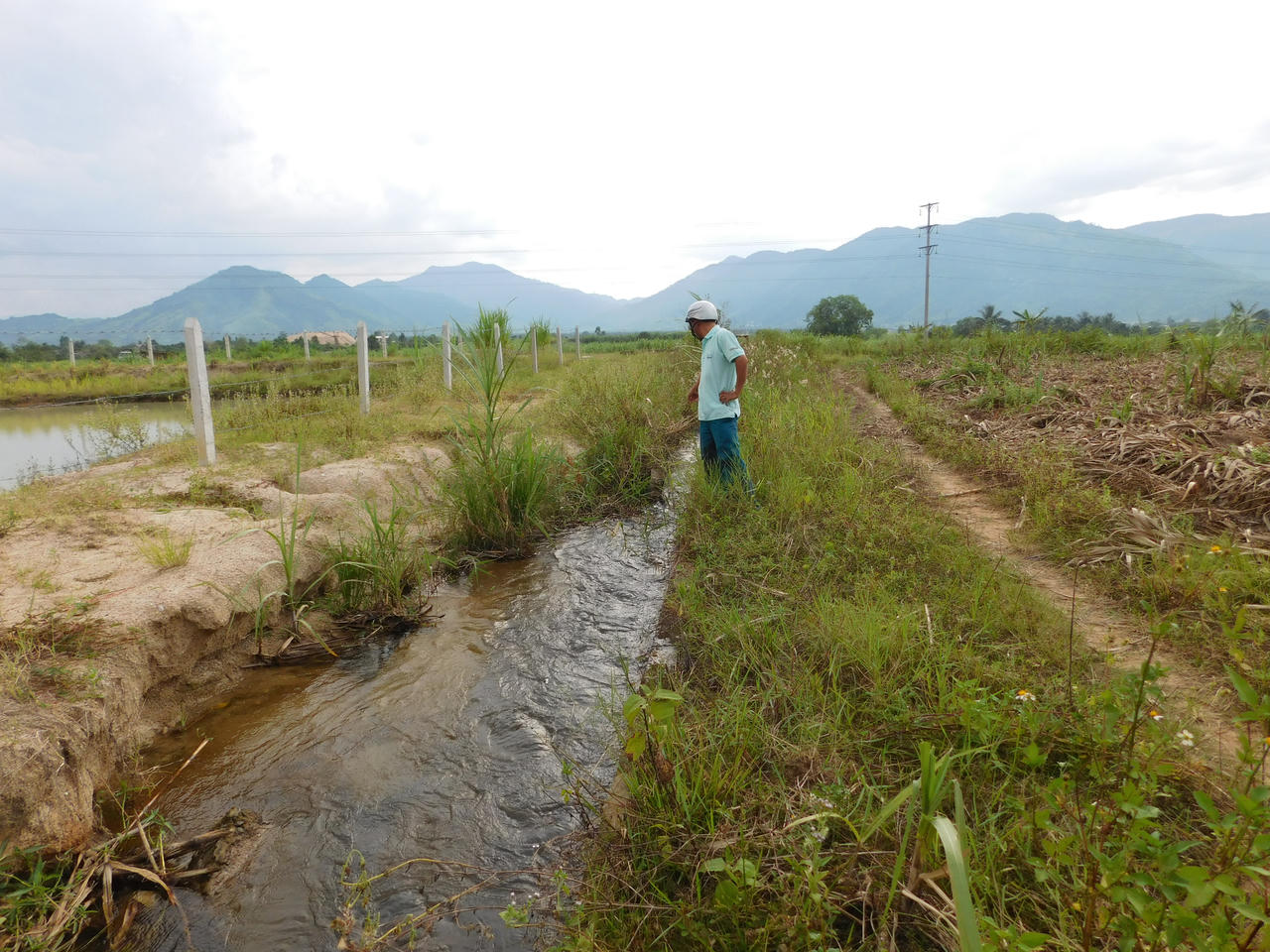 Khánh Hòa: Mía chết vì công trình thủy lợi tiền tỷ xuống cấp