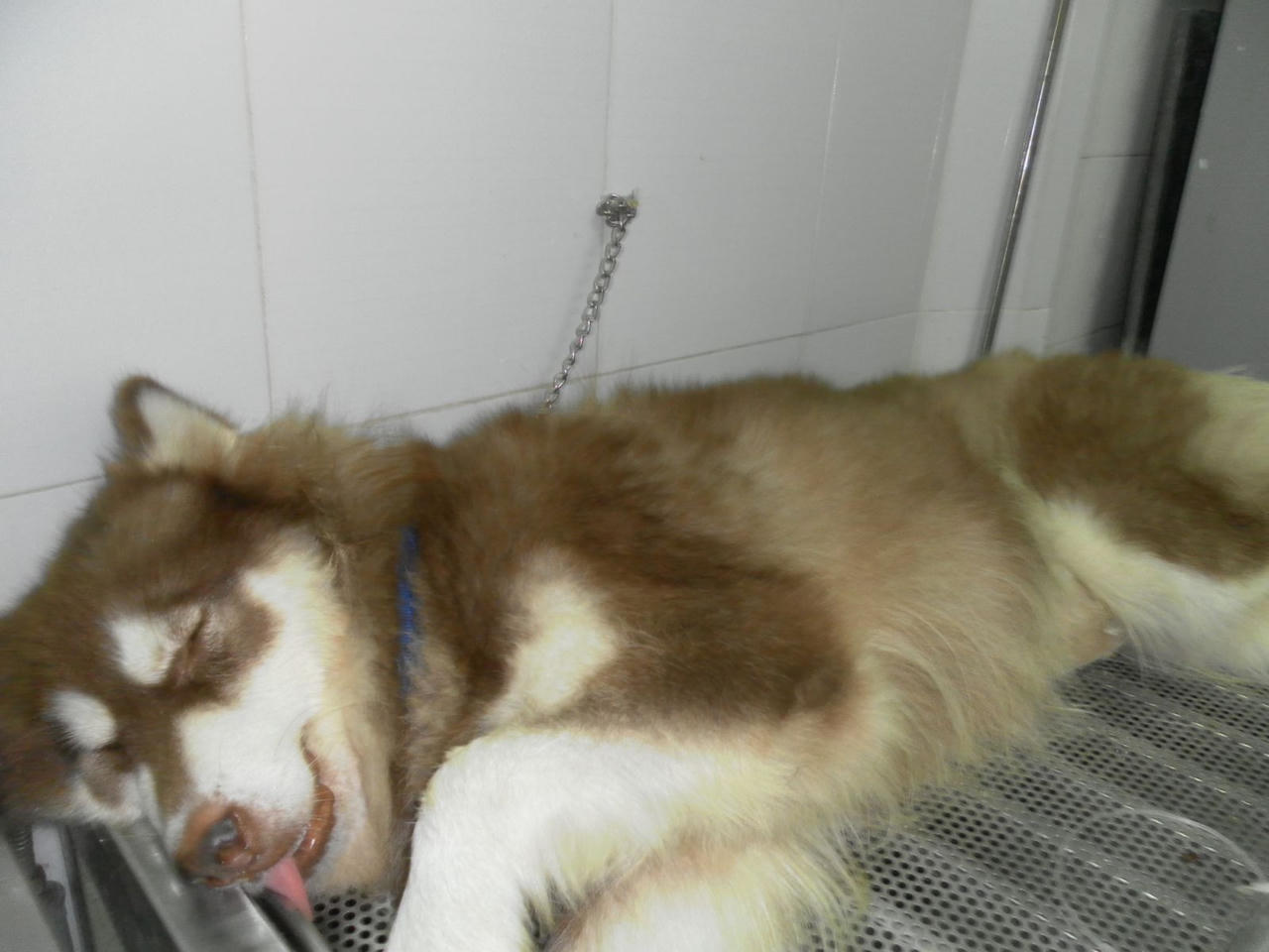 Chiêu trò trục lợi của dân buôn nhập lậu chó “Tàu”