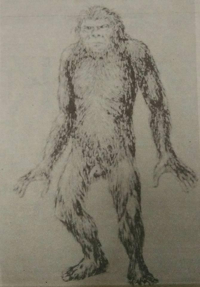 Vì sao cố Đại tướng Võ Nguyên Giáp quyết định “bảo vệ người rừng” 