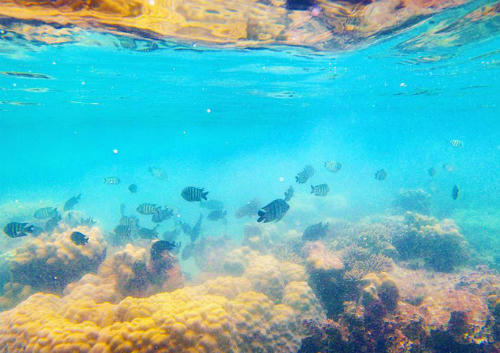 hon-dao-san-ho-tu-vo-danh-tro-thanh-tu-khoa-hot-voi-cac-phuot-thu-6