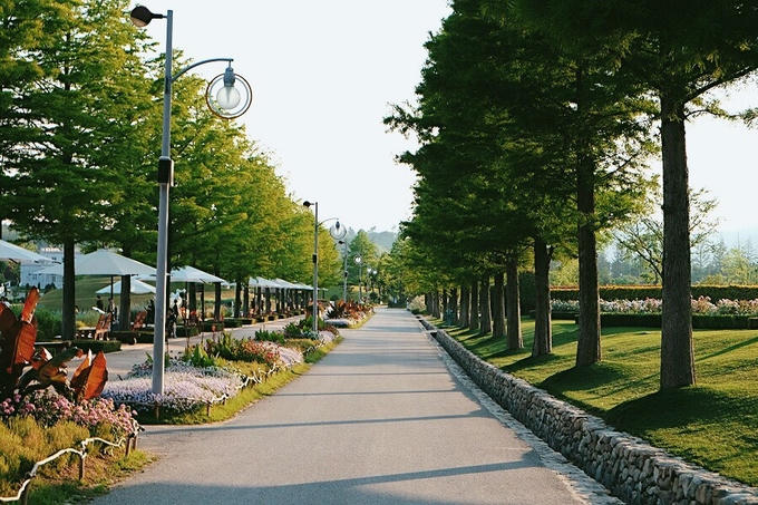 Cánh đồng lau sậy lớn nhất Hàn Quốc