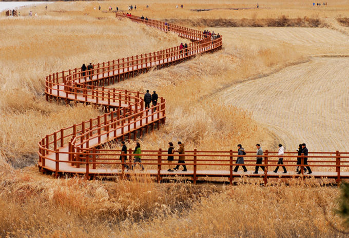 Cánh đồng lau sậy lớn nhất Hàn Quốc