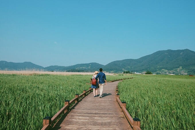 Cánh đồng lau sậy lớn nhất Hàn Quốc