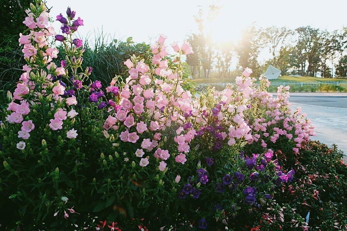 Cánh đồng lau sậy lớn nhất Hàn Quốc