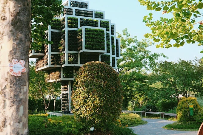 Cánh đồng lau sậy lớn nhất Hàn Quốc