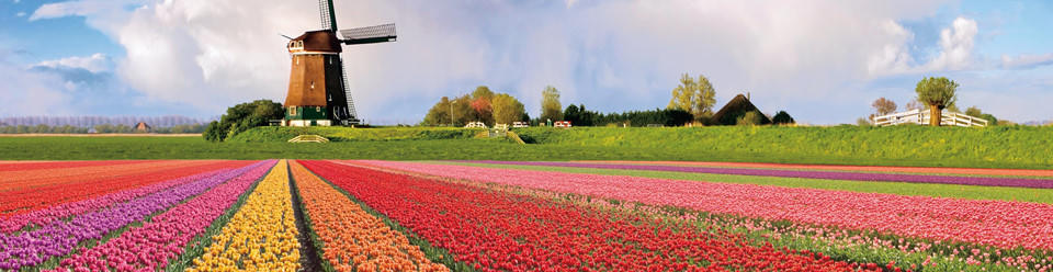 Nhung canh dong hoa lam ngay ngat moi con tim hinh anh 2