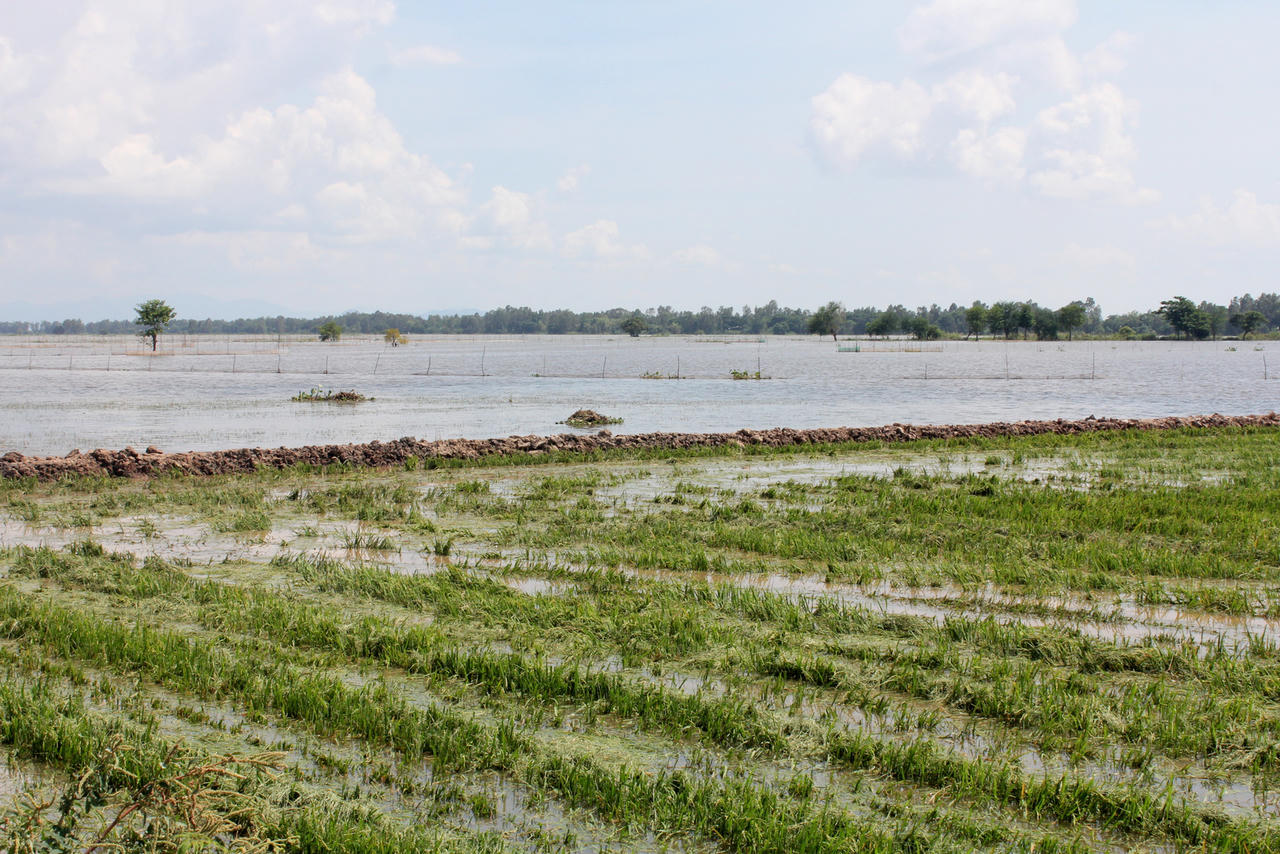 Đồng bằng sông Cửu Long: Lũ về sớm, nông dân “kêu khóc” vì lúa bị nhấn chìm