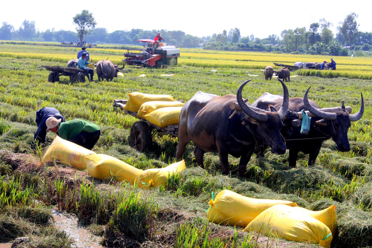 Đồng bằng sông Cửu Long: Lũ về sớm, nông dân “kêu khóc” vì lúa bị nhấn chìm