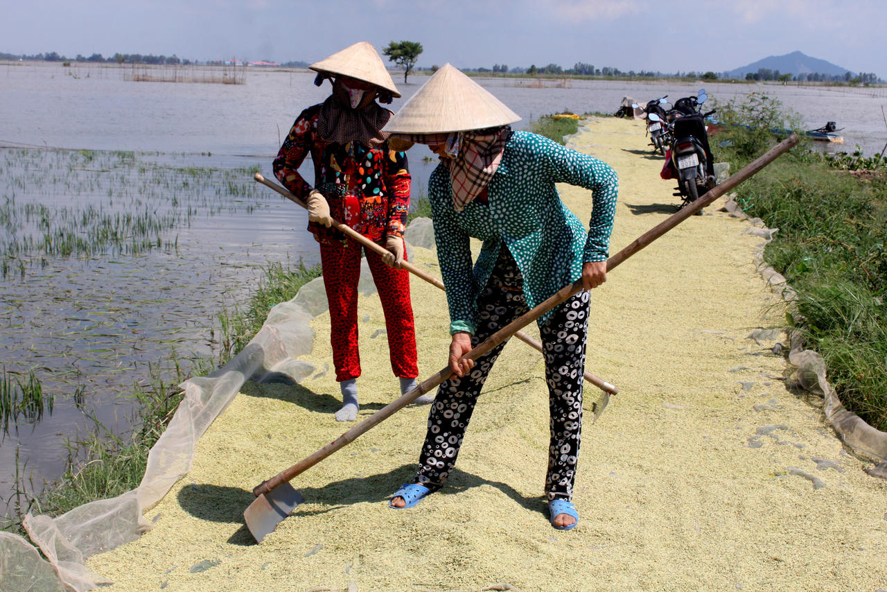 Đồng bằng sông Cửu Long: Lũ về sớm, nông dân “kêu khóc” vì lúa bị nhấn chìm