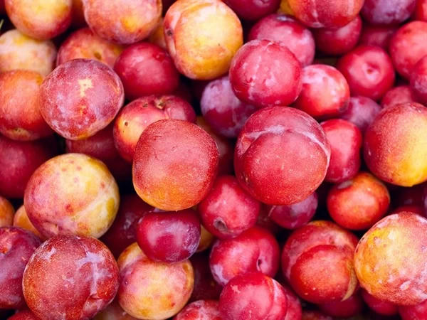 cac-mon-chong-chi-dinh-voi-thit-ga-11