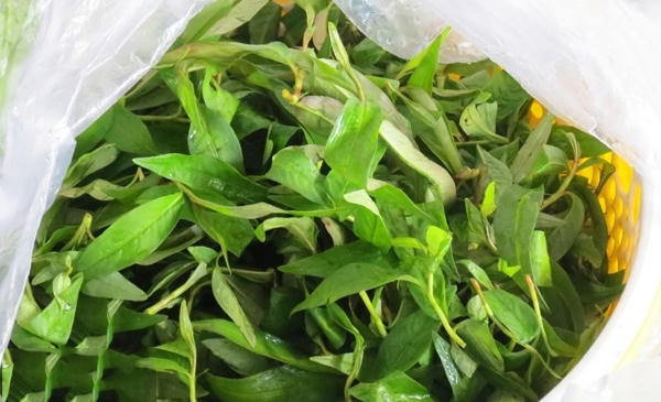 cac-mon-chong-chi-dinh-voi-thit-ga-7