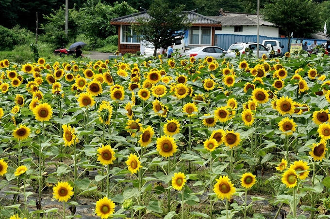 Ngôi làng hoa hướng dương khách ùn ùn kéo đến
