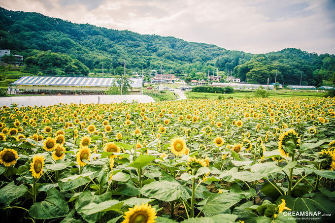 Ngôi làng hoa hướng dương khách ùn ùn kéo đến