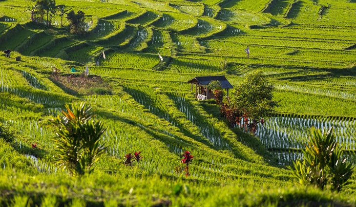 Nhung thua ruong bac thang tuyet dep khap chau A hinh anh 2
