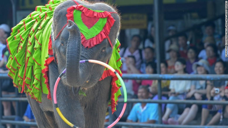 Đất nước “Triệu voi” chỉ còn… 800 cá thể voi