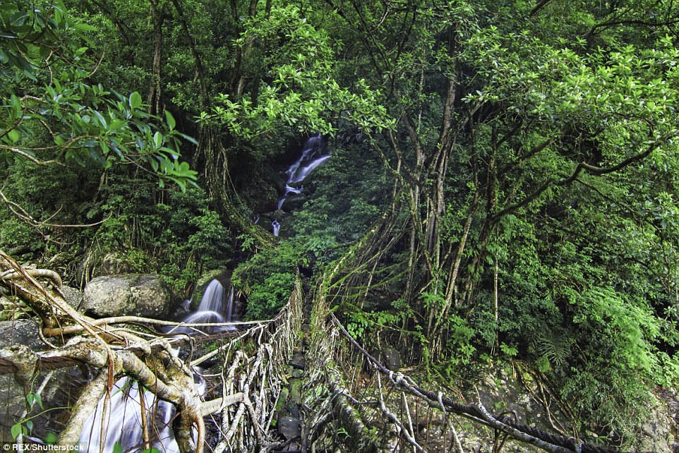 Khám phá những “cây cầu sống” ở nơi “mưa nhiều nhất” thế gian