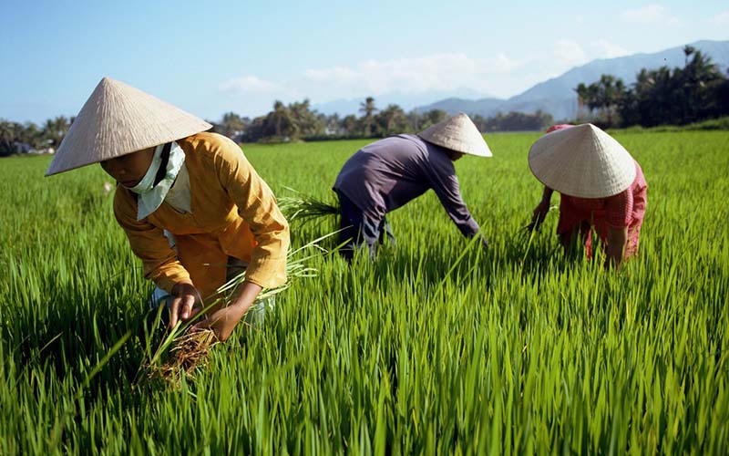 Những món quà lưu niệm đậm chất Việt Nam trong mắt khách du lịch Quốc tế