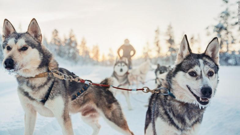 Nhung khach san danh cho nguoi yeu dong vat hinh anh 2