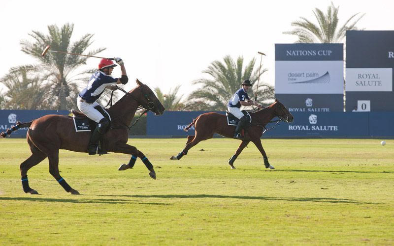 Nhung khach san danh cho nguoi yeu dong vat hinh anh 8