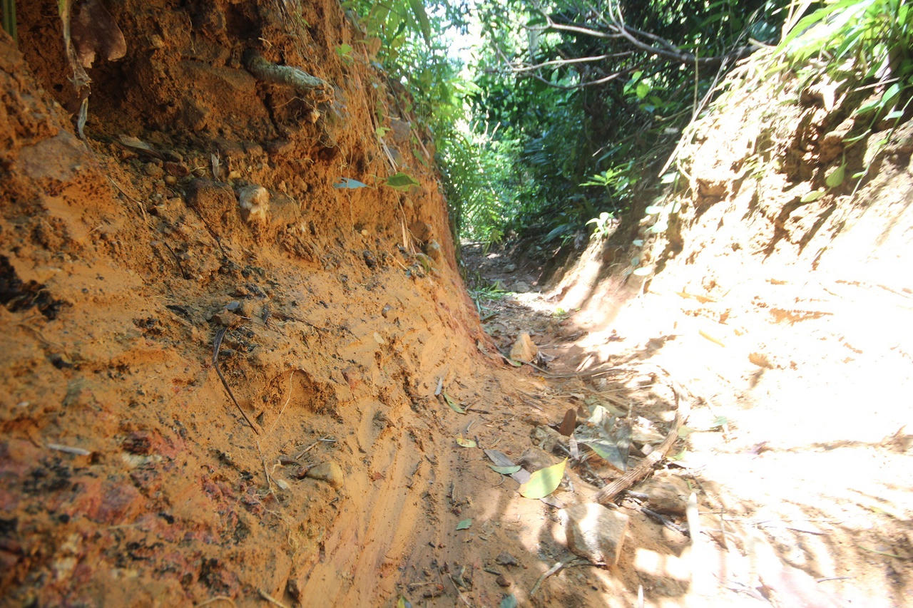 Báo động ở Quảng Nam:  Hơn trăm hec-ta rừng phòng hộ bị “xóa sổ” không thương tiếc