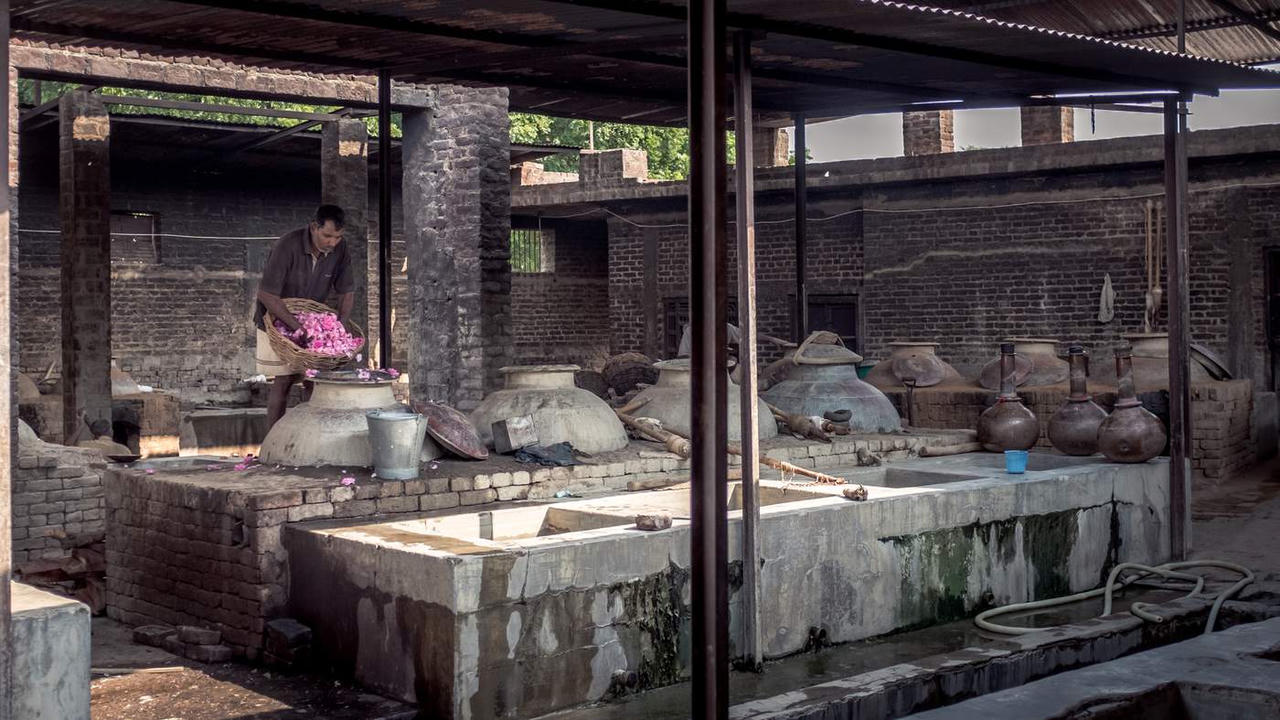 Đến thăm “thánh địa” sản xuất nước hoa hồng Ấn Độ