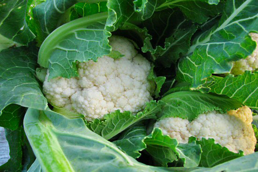 Kết quả hình ảnh cho Súp lơ trắng