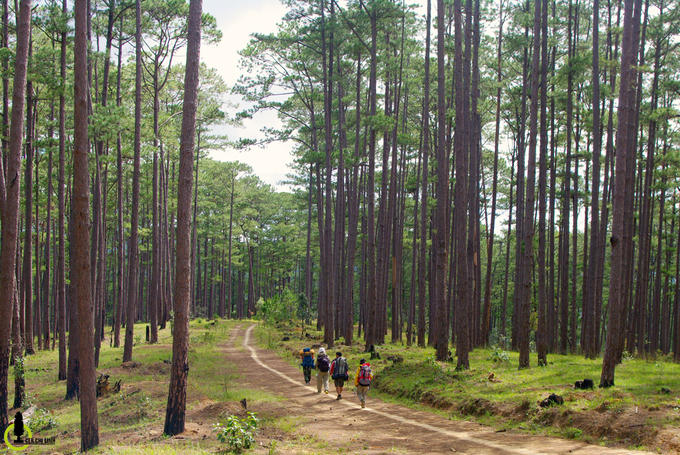 Xuyên rừng chinh phục nóc nhà cao nguyên Lâm Viên