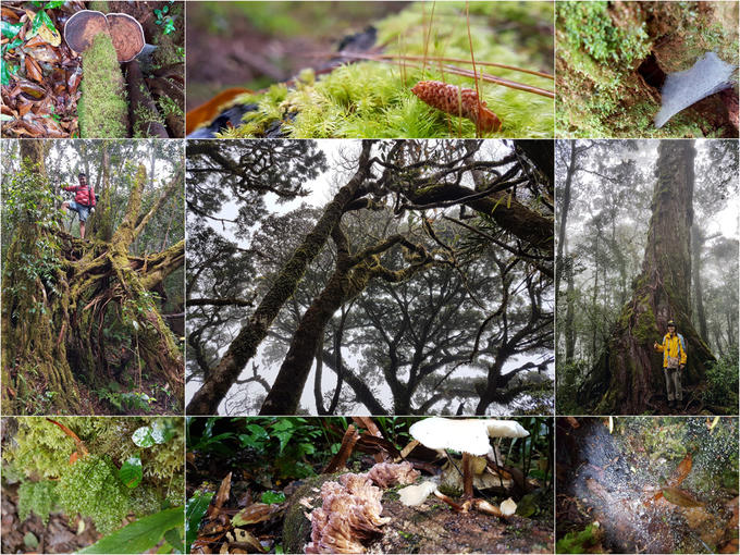 Xuyên rừng chinh phục nóc nhà cao nguyên Lâm Viên