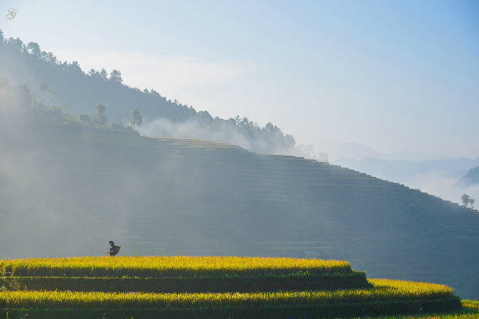 sac-vang-lua-chin-tren-reo-cao-o-mu-cang-chai-12