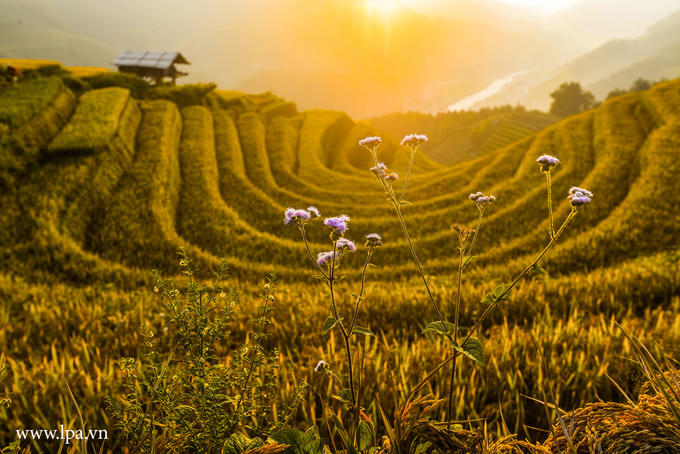 sac-vang-lua-chin-tren-reo-cao-o-mu-cang-chai