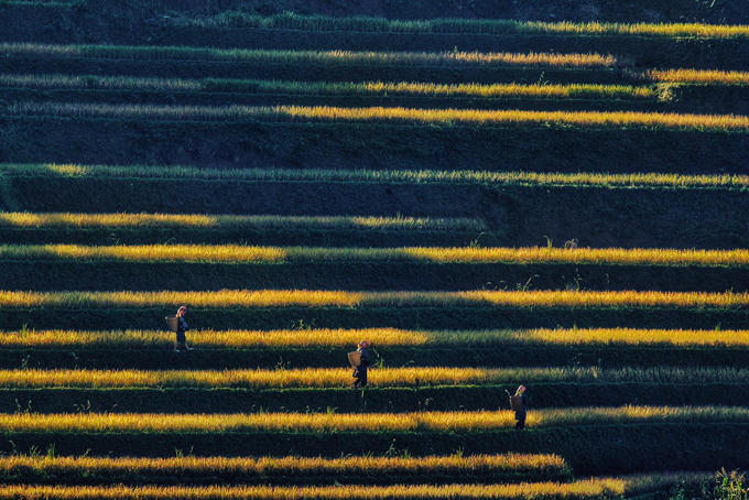 sac-vang-lua-chin-tren-reo-cao-o-mu-cang-chai-7